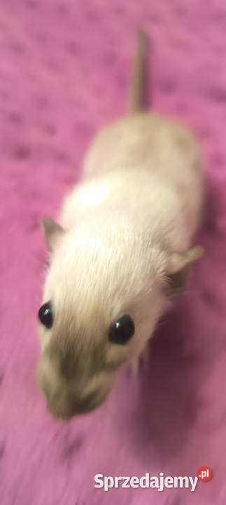 Szczury Dumbo Syjamskie Rasowe Lubin