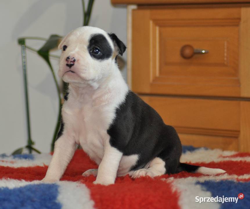 Amstaff ZKWP FCI śliczna suczka Koziegłowy