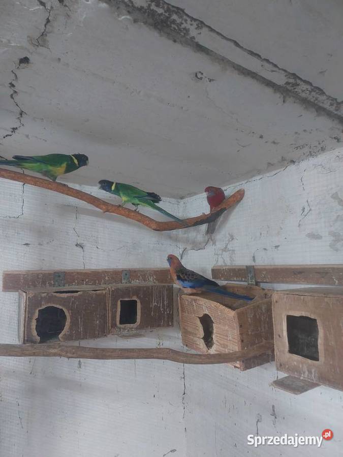 Sprzedam papugi faliste WPF i drobną egzotykę Ptaki łódzkie Błaszki