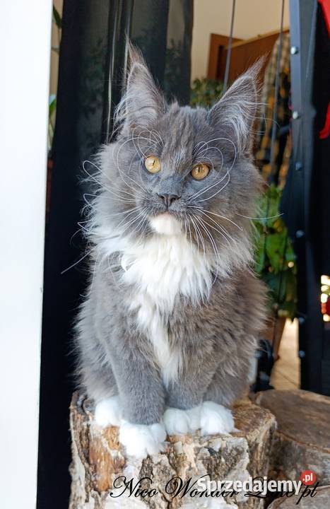 Niebieski z białym Maine Coon FPL Koty Gdańsk