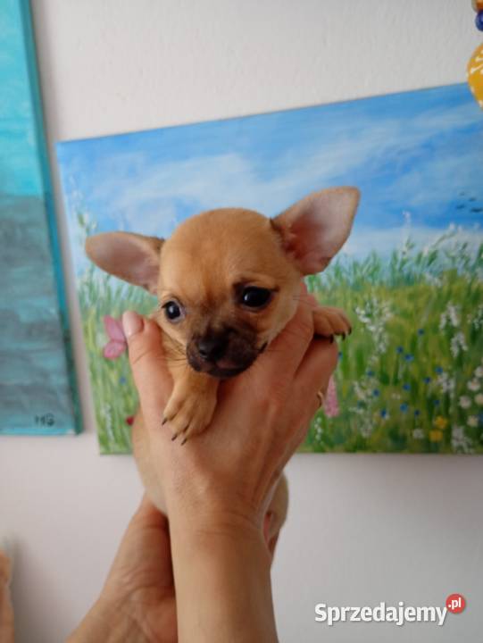 Mini suczka chihuahua Konin sprzedam