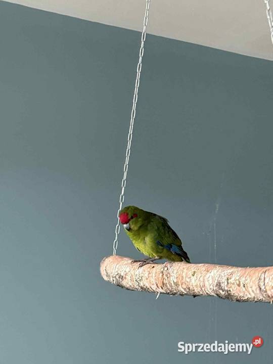 Samczyk modrolotki oswojony łódzkie Łask