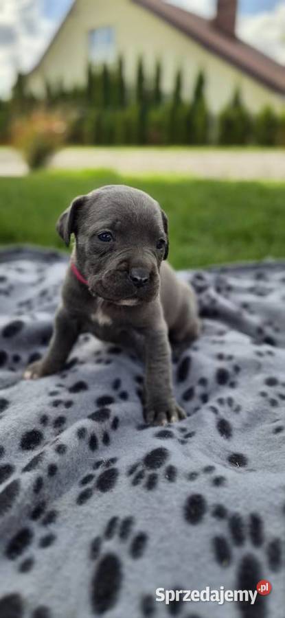 Szczenięta Cane Corso rodowodowe Bychawa
