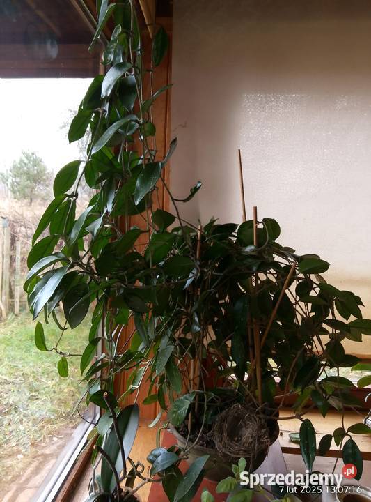 Hoja różowa Kwitnące lubuskie Gniewoszyce