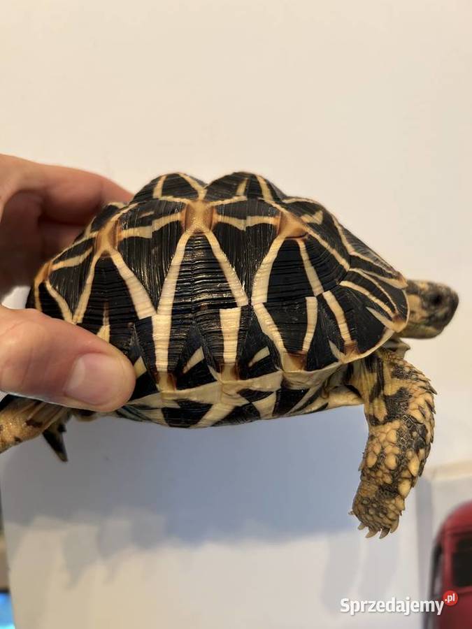 ŻÓŁW GWIAŹDZISTY Geochelone elegans Rzeszów