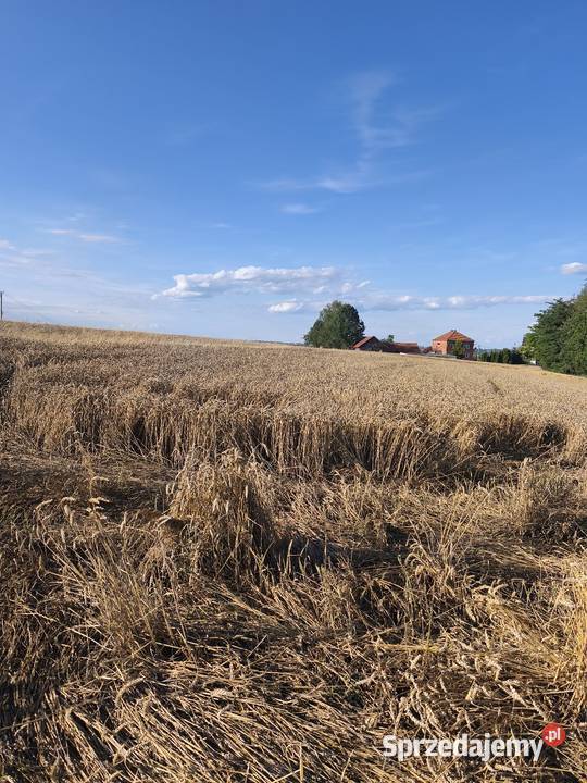 NA Sprzedaż DZIAŁKA ROLNA W ŁYCZAKOWIE 120m Łyczaków
