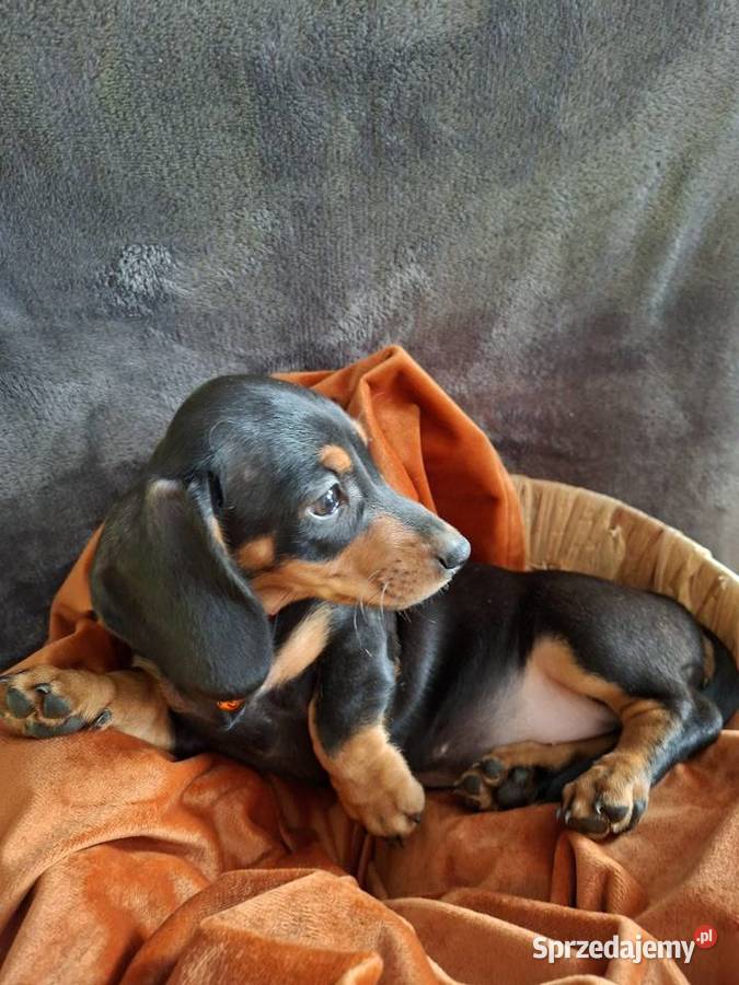 Jamnik czarny piesek Gostyń