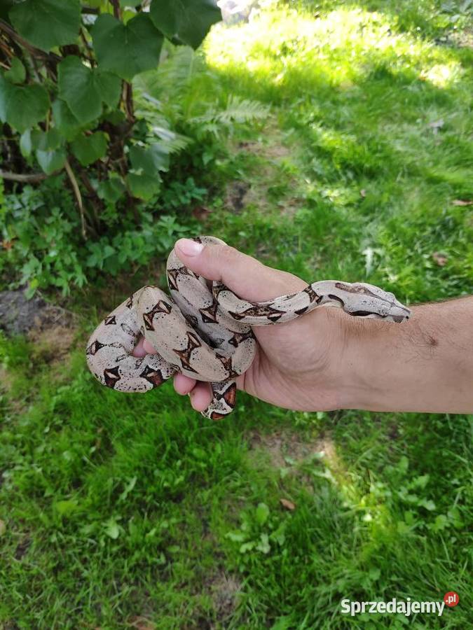 Boa constrictor imperator PASTEL poss het albino Gliwice