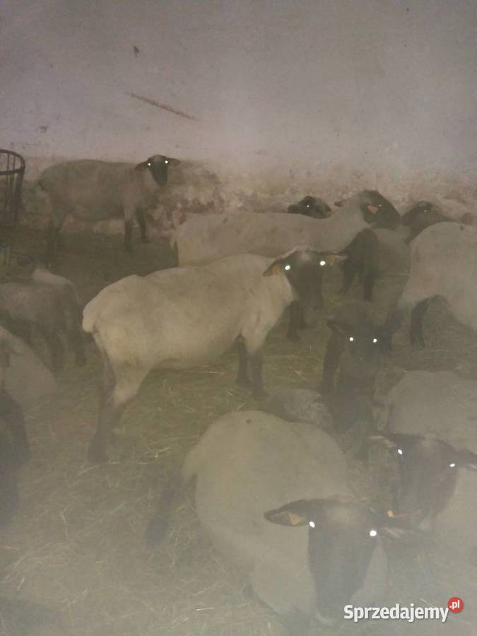 Owieczki jarki Rolnictwo Sękowa