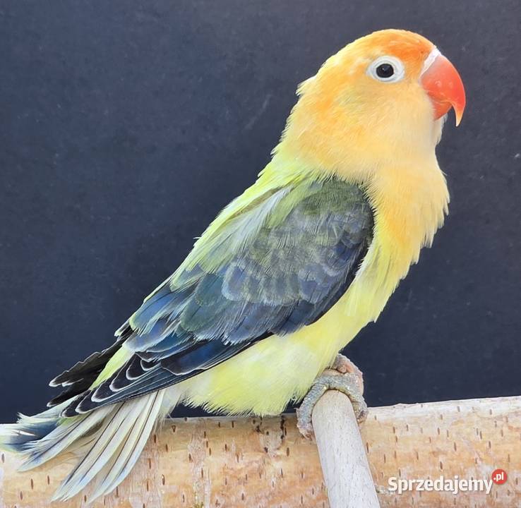 Nierozłączka fischer młoda do oswojenia I Opole