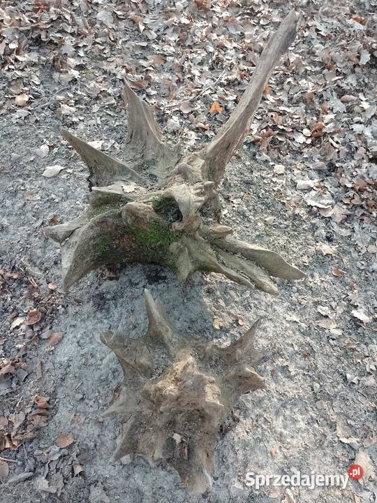 Korzeń dębowy naruralny do ogrodu wielkopolskie sprzedam