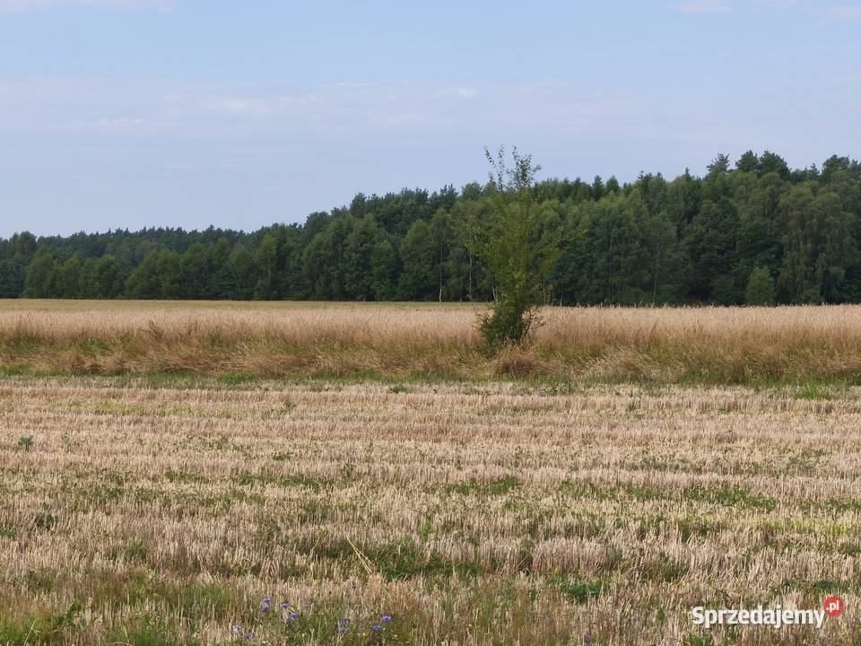 Ostatnie 3 działki Kaczkowo