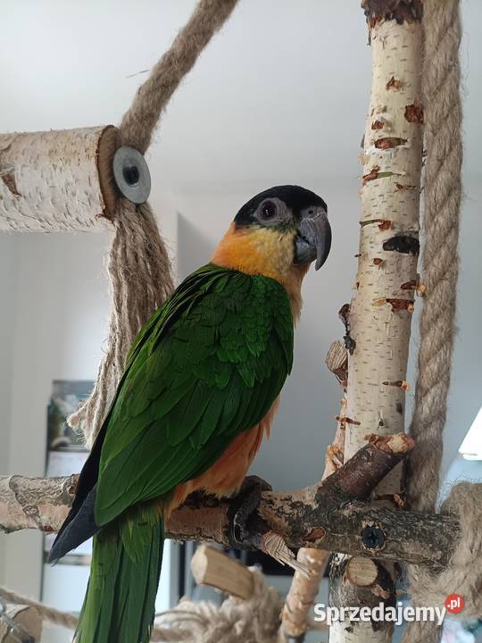 Barwinka ręcznie karmiona Ptaki Lubliniec