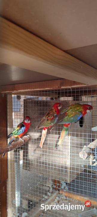 Sprzedam rozelle białolice Środa Wielkopolska