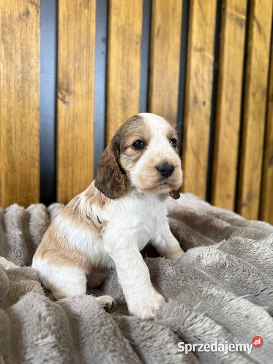 Cocker Spaniel Angielski Włodary