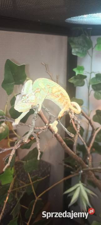 Kameleon jemeński z terrarium wielkopolskie Turek sprzedam