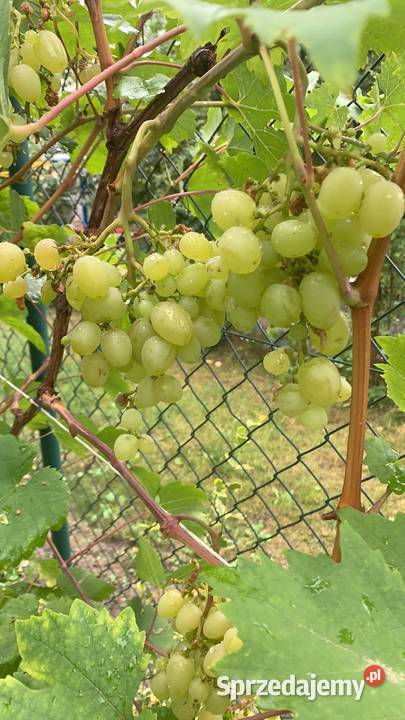 Sadzonki winogrona białe duże smaczne 5 Stalowa Wola
