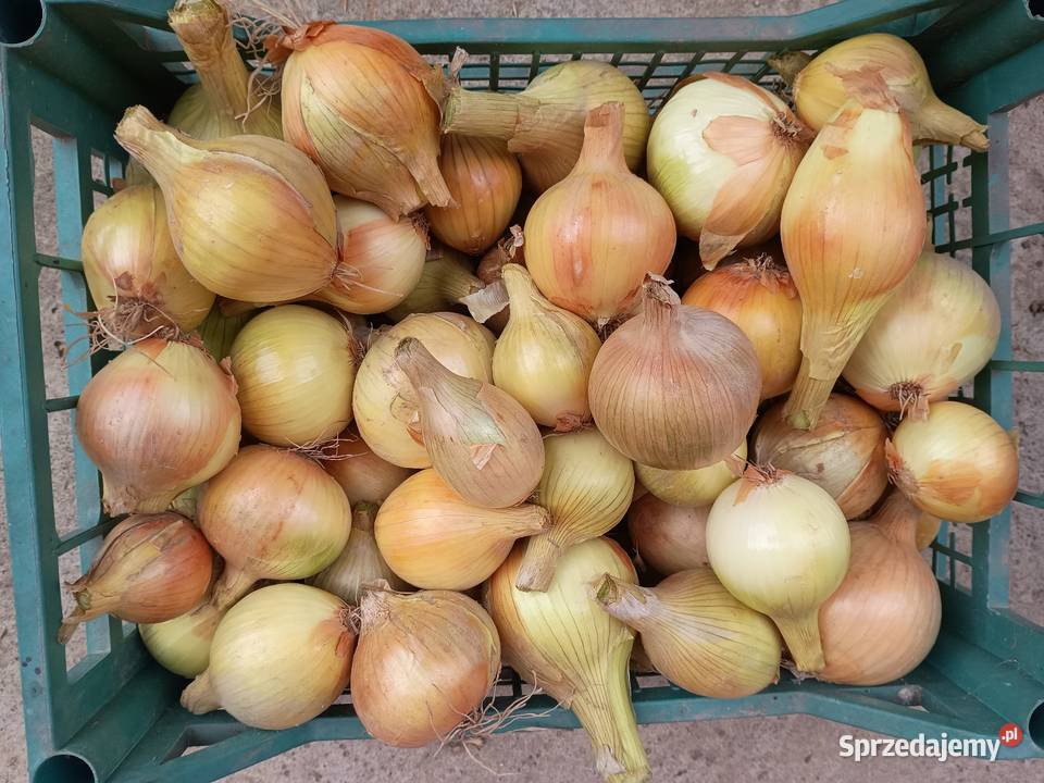 Sprzedam cebulę lubelskie Dobryniów-Kolonia