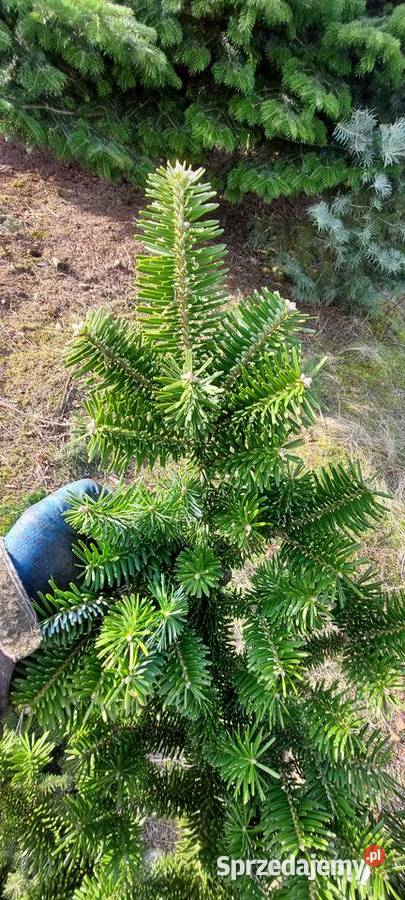 Jodła mandżurska stroisz gałęzie Mazowieckie Osuchów