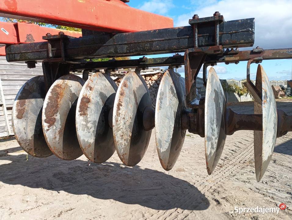 Talerzówka quivogne