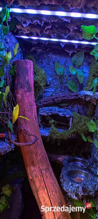 Gekon wyposażone terrarium Zamość