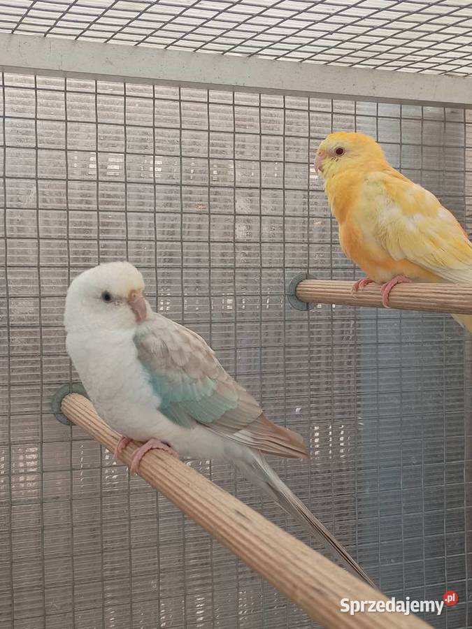 Świergotki para Kąty Wrocławskie sprzedam