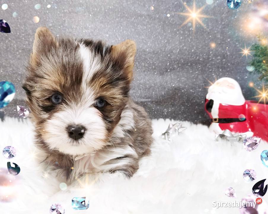 Blueberry Niebieskie Oczy CUDOWNY unikatowy Mega York Opole sprzedam