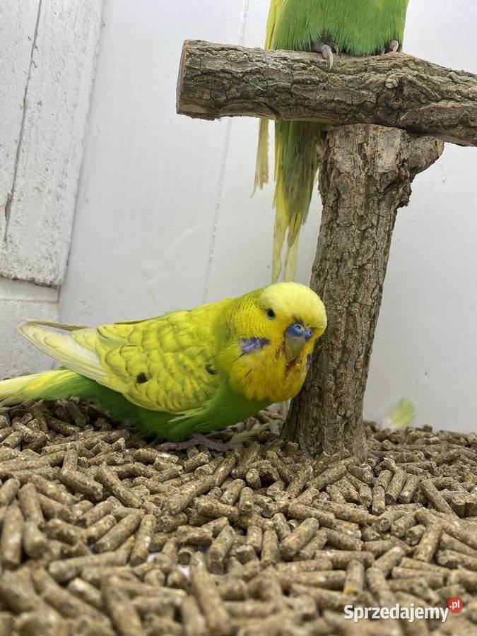 Papugi faliste WPF wystawowe Ptaki kujawsko-pomorskie Stodólno