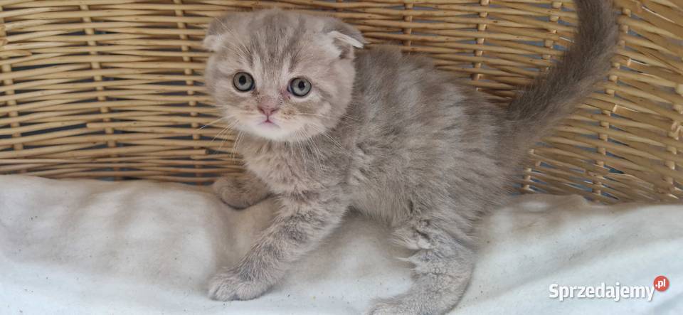 Kocurek Szkocki liliowy pręgowany zwisłouchy Katowice sprzedam