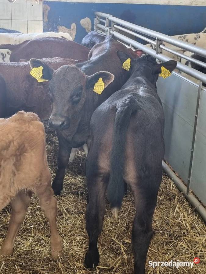 Byczki Jalowki Mięsne SM LM angus MM wielkopolskie Ostrów Wielkopolski