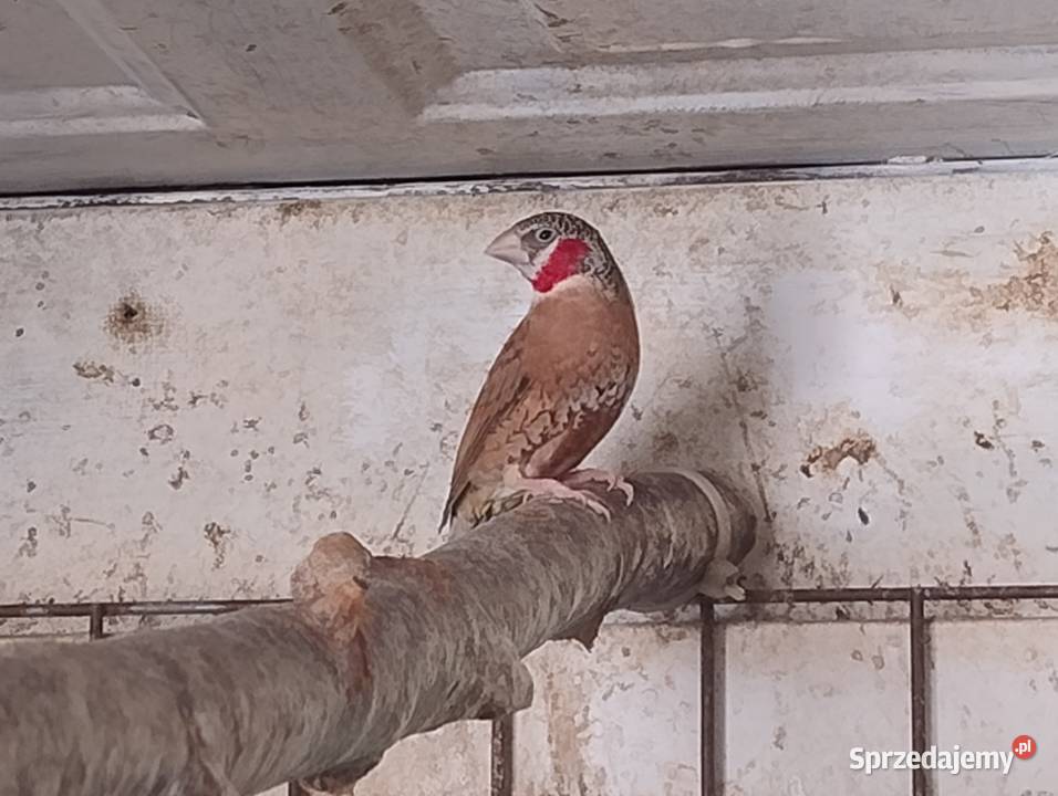 Amadyna Obrożna samiec Blachownia