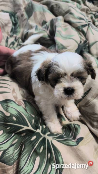 Shih tzu szukają domów
