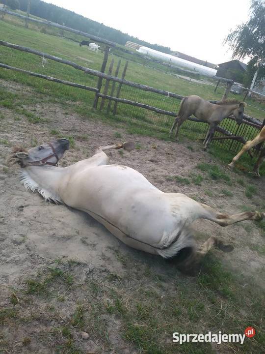 Konik polski źrebna klacz Błaszki