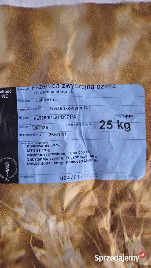 Pszenica ozima California centrali Koniecpol