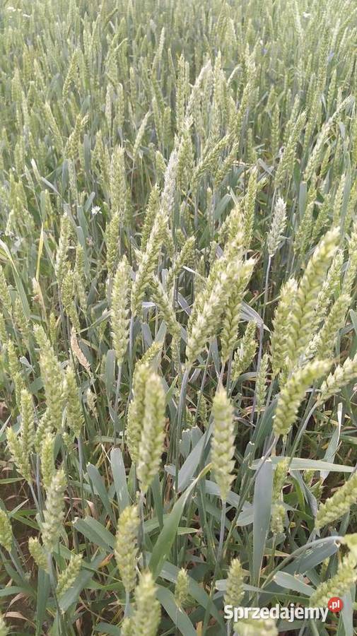 Pszenica jara Telimena mazowieckie Wierzbno sprzedam