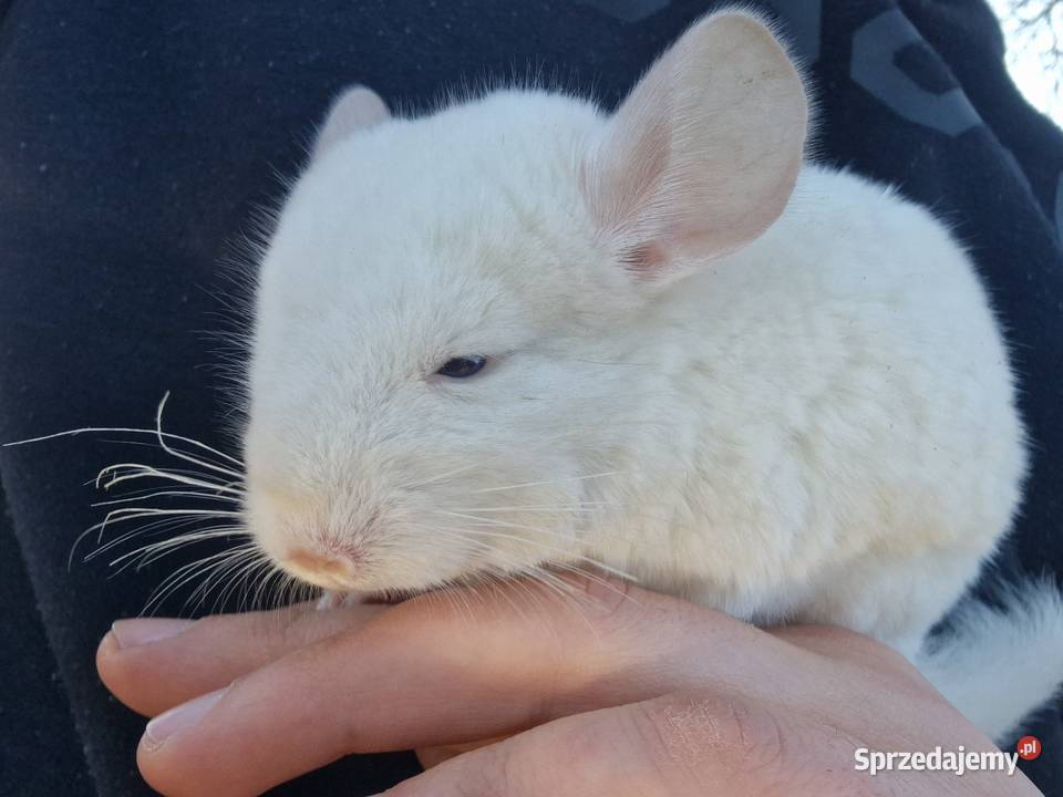 Szynszyl chinchilla biała samiczka Gryzonie Gryzonie pomorskie Pinczyn