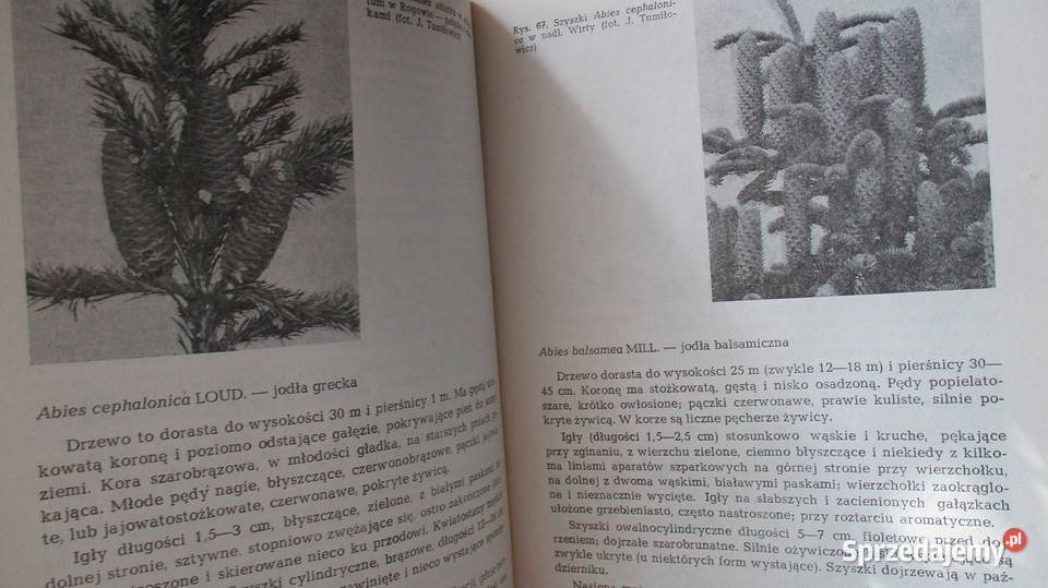 Botanika leśnaTomanek botanika rośliny biologia łódzkie
