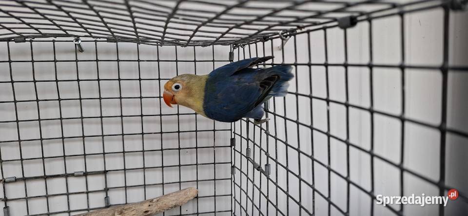 Nierozłączki Zakliczyn