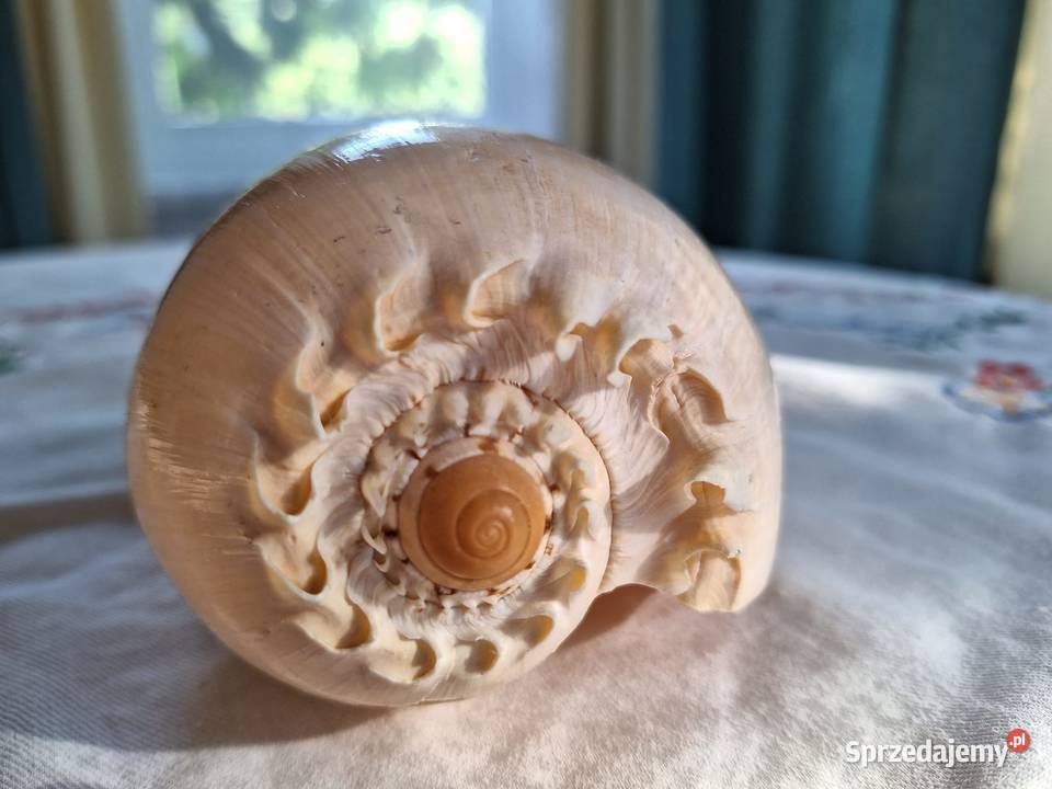 Piękna muszla Melo melo duża Pozostałe Łomianki