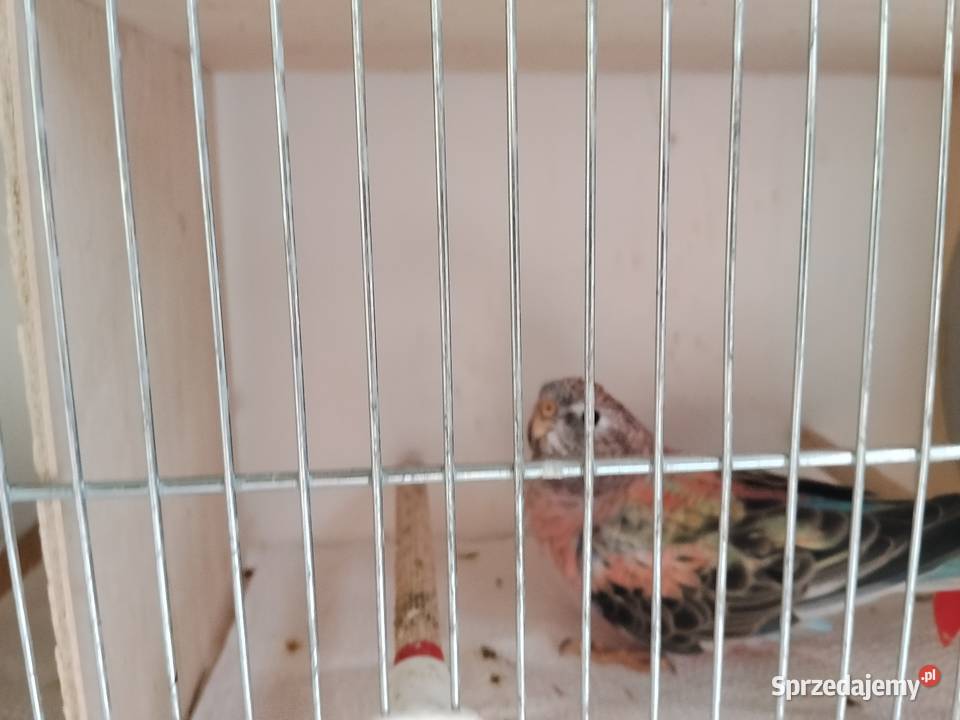 Liliankiłąkówki lilioweopal niebieski Sosnowiec sprzedam