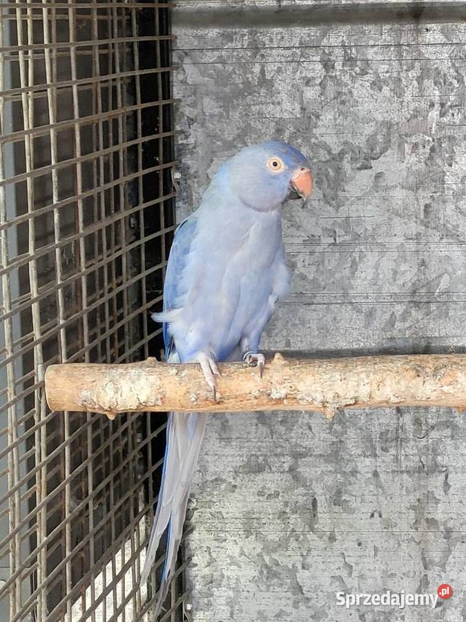 Aleksandretta obrożna fiolet para 2021r legowa Ulanica