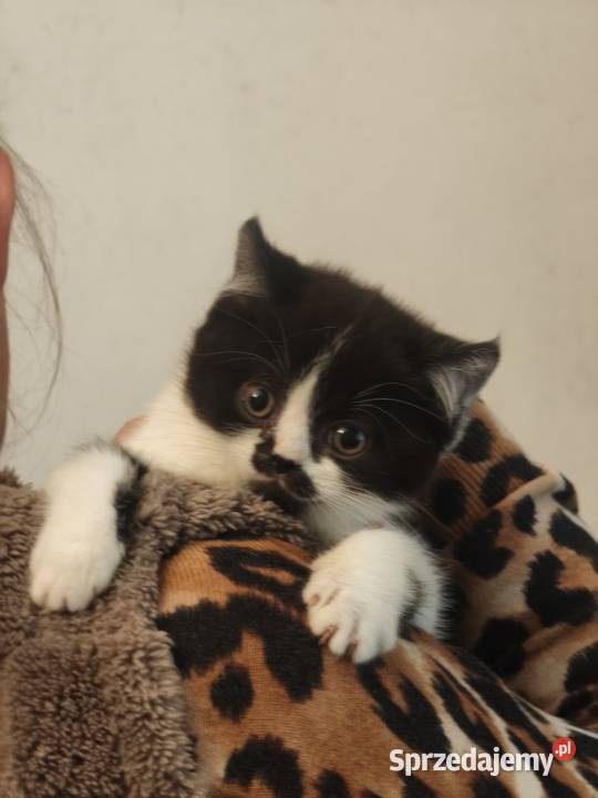 Brytyski krótkowłosy Tarnów