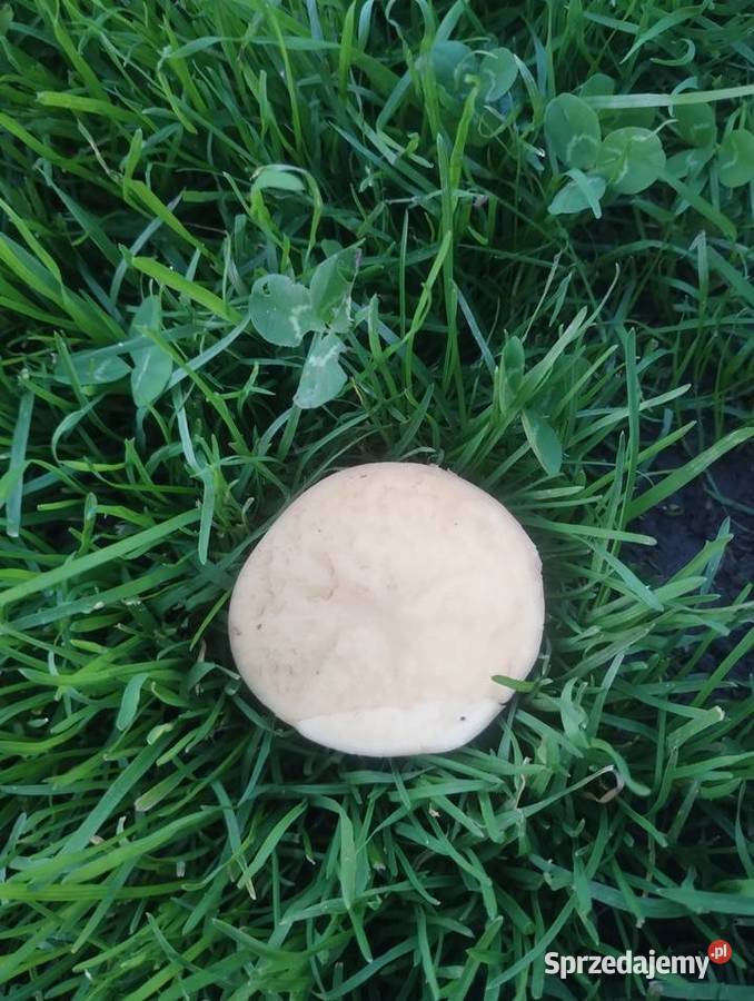 Sprzedam ziemniaki podkarpackie Maćkówka