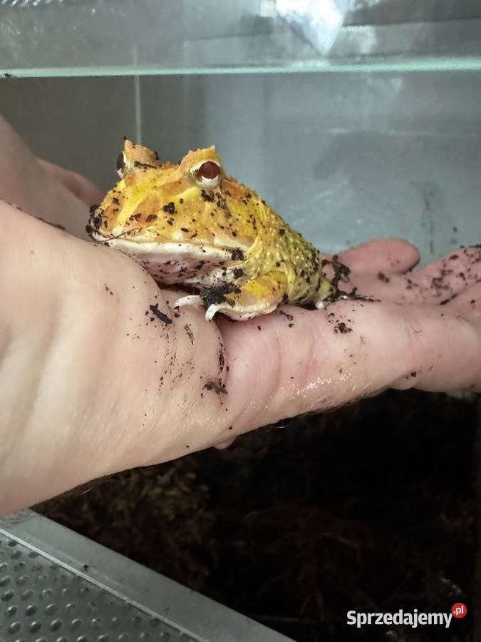 Żaba rogata sprzedam Poznań