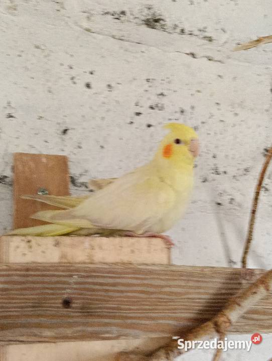 Nimfy 3 sztuki likwidacja promocja