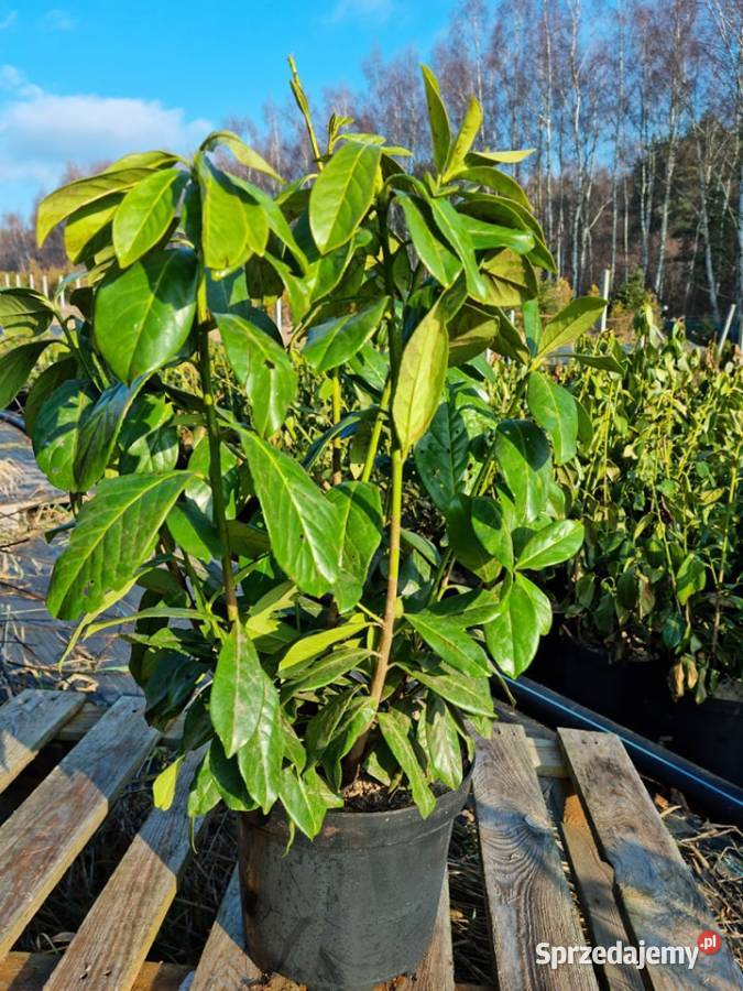 Laurowiśnia wschodnia 5070 Donica 5 l Dostawa śląskie Skrzyszów