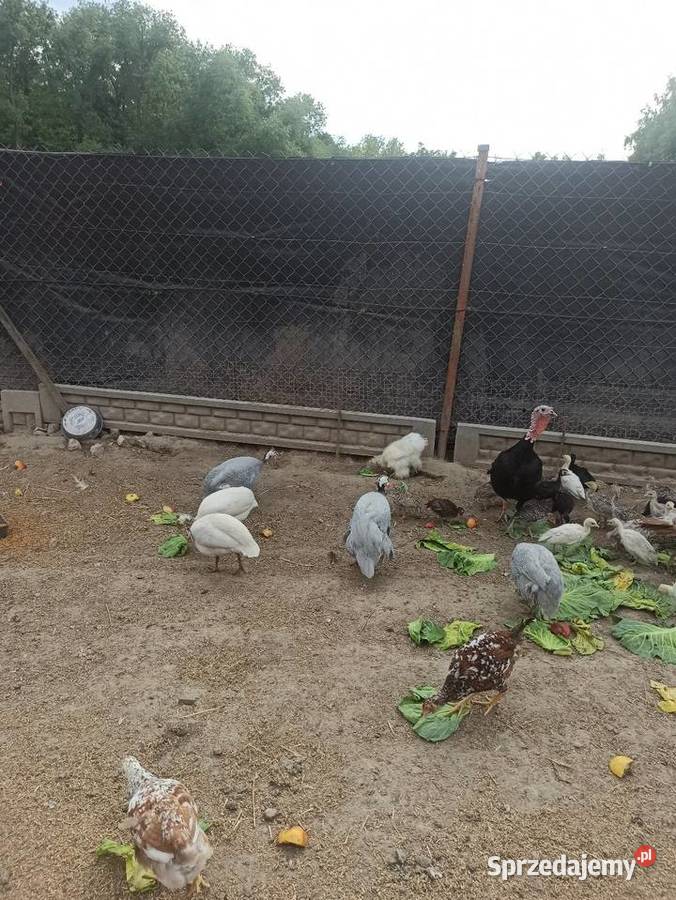 Jaja lęgowe perliczek pantarek perlic lubelskie Krupe sprzedam