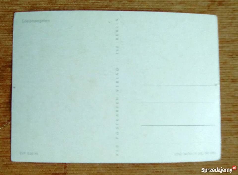 BARWNICA ZWYCZAJNA PTAK Z RODZINY PAPUG lubelskie Piszczac