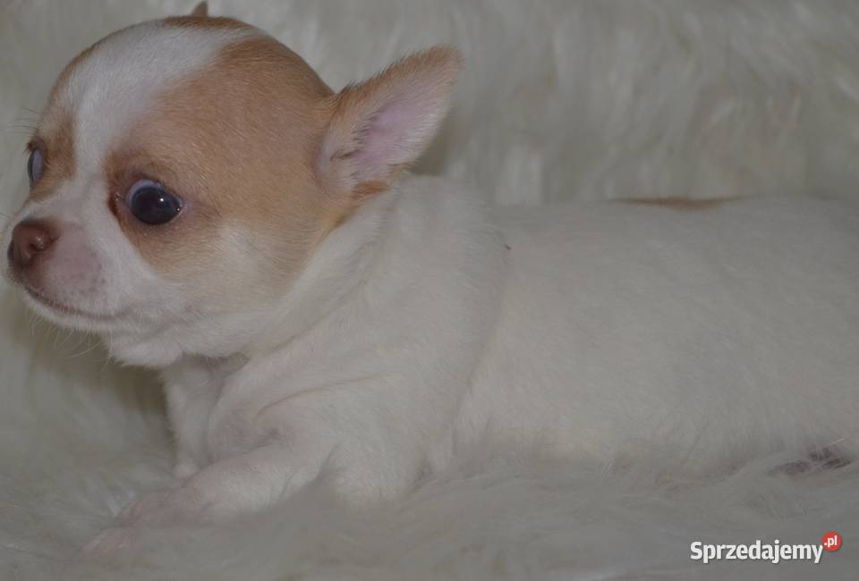 Maleńka królewna Chihuahua krótkowłosa szuka Warszawa