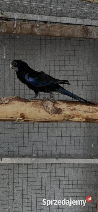 Rozelle białolice śląskie Sośnicowice